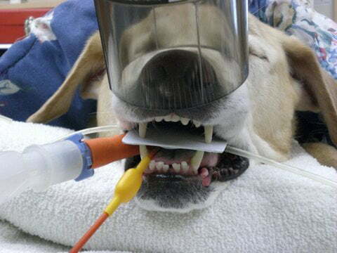Dental-radiology-2