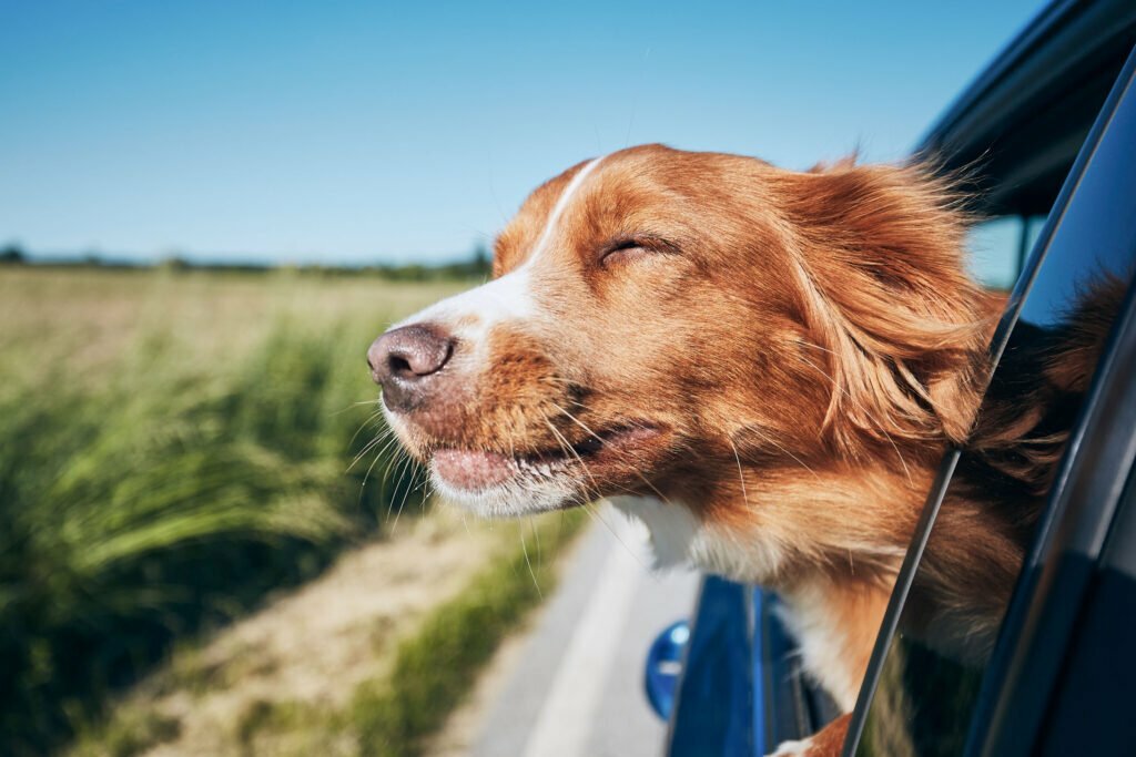 car-ride A dog enjoying the wind while riding in a car