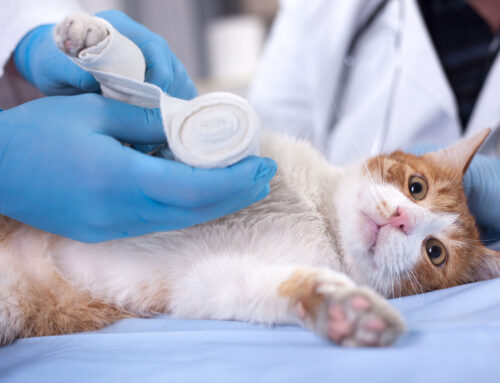 Why Pet Insurance?
