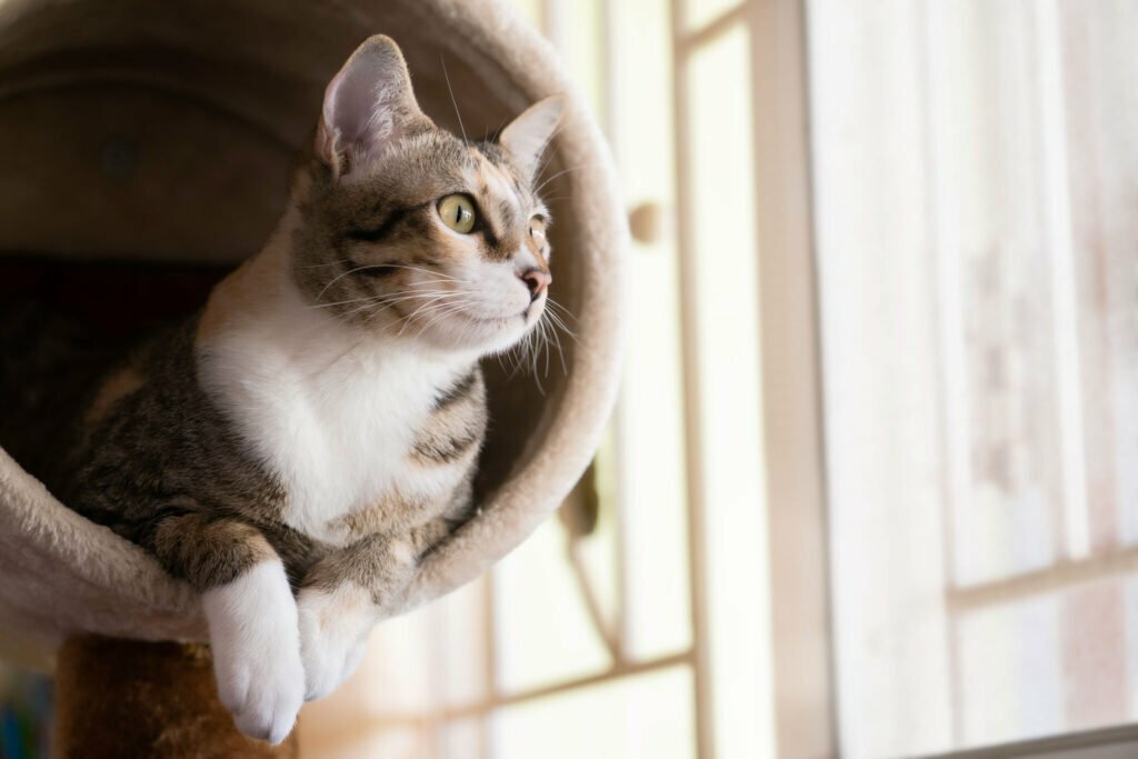 cat-tree