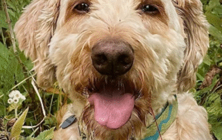 Ruffus Moo Goosney